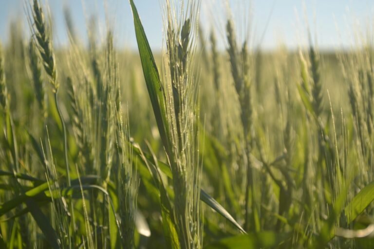 Read more about the article Pastor’s Update for 1/29